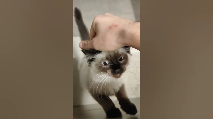 Video 10791361: ragdollkittens, cats kittens meowing, meowing tiny kittens, tiny fluffy kitten, tiny kittens big, kitten blue eyes, catmeow, kitten smile