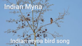 Indian Myna Bird Song! An Indian Myna Stand On Tree Branch Singing Chickork-Chickork-Chickork Sounds