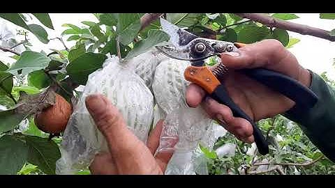 Ổi vườn phú thiện cách tỉa cành cho ra trái quanh năm 0357579356