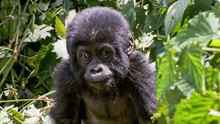 Young Vet Saves Gorilla | Close Encounters | Bbc Studios