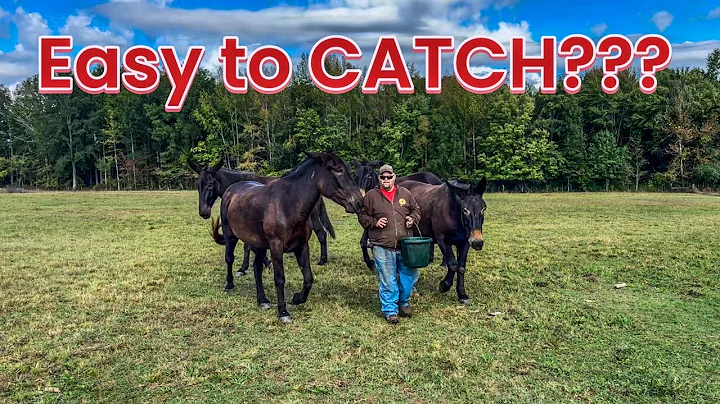 Hard to catch horses or mules? WATCH THIS!!! #268 #horse #mules #horsetraining