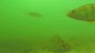 20150619 Lake Zuerich Bottom Cam