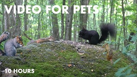 Black Squirrels, Chipmunks and Forest Friends - 10 hour Cat TV for Pets to Watch - Aug 19, 2024