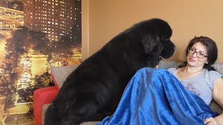 How big dogs woke me up!/Newfoundland dogs