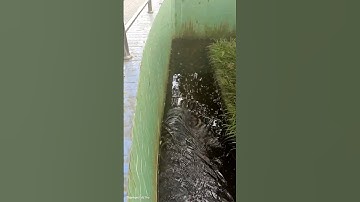 # Shorts P 327 Nhìn Con Rắn Bơi Trên Mặt Nước Mà Sợ Nổi Da Gà.