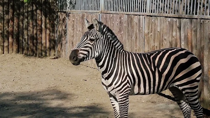 Why Do Zebras Have Stripes? The Surprising Truth!