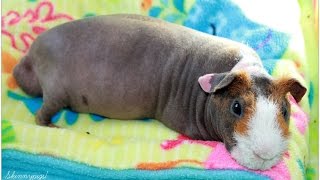 Swimming Guinea Pigs: Rant & Cage Cleaning