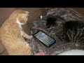 Kitten Gets Startled And Pushes Other Cat Off Couch While Playing Game on Phone - 1170887