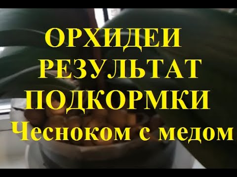 Орхидеи Результат подкормки