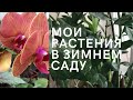 Мои растения в зимнем саду.