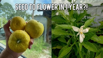 RES - Rapid Evaluation System For Fast Flowers on Citrus Seedlings!