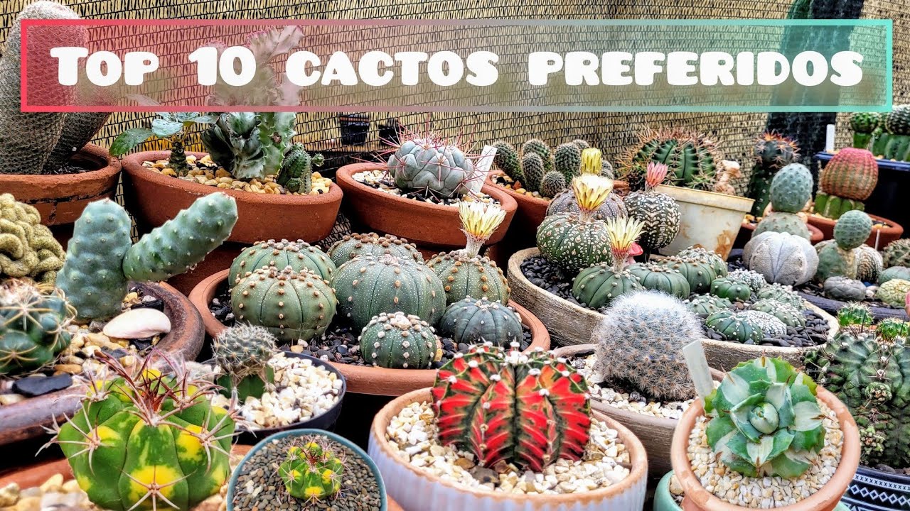 MEU TOP 10 CACTOS PREFERIDOS DA COLEÇÃO. DESAFIO @Simone cactos e suculentas 💚🌵
