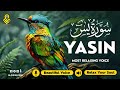 Relaxing Surah Yasin For Sleep Depression Anxiety 笨ヲ Yaseen リウル畏アリゥ ル韓ウ 笨ヲ Peaceful Quran 笨ヲ Hejazi Relaxing Surah Yasin For Sleep Depression Anxiety 笨ヲ Yaseen リウル畏アリゥ ル韓ウ 笨ヲ Peaceful Quran 笨ヲ Hejazi