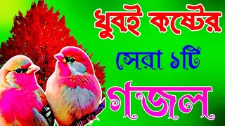 Bangla Gojol |নতুন গজল সেরা গজল | New Bangla Gazal, 2023Ghazal, Gojol, Islamic Gazal, Bangla Gazal