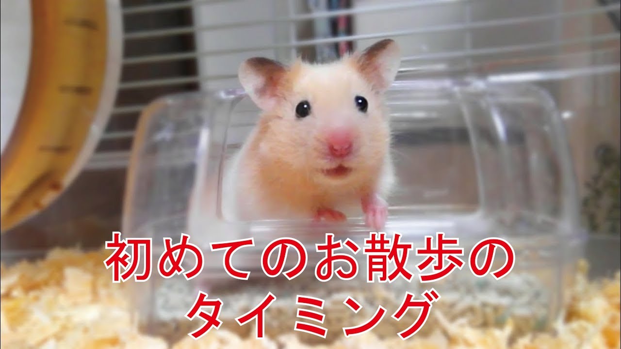 赤ちゃんハムスター初めてのお散歩はいつから おもしろ可愛いハムスターsince When Did Your Funny Hamster Take A Walk Youtube