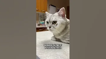 Самые опасные комнатные растения для кошки #shorts #кот