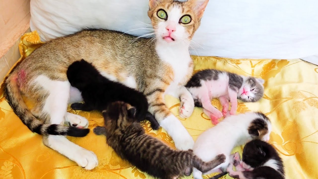 Looking back when the rescued mother cat thanks me for changing the bed of her newborn kittens