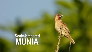 Scaly-breasted Munia (in 4K)