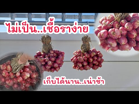 วีดีโอ: โรคหัวหอมเน่า: วิธีรักษาหัวหอมเน่าด้วยโรตี