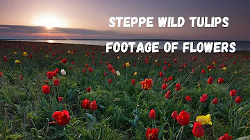 Blooming Tulips in 4k 60fps || Steppe Wild Tulips of Kalmykia Russia || Footage of Flowers
