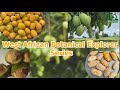 Irvingia gabonensisafrican bush mango variations