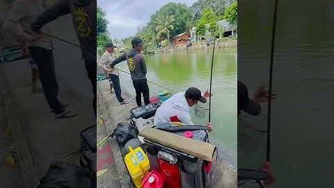 Vlogs 290 Báo cá - Hồ Đại Hoàng Gia; Đường Bạch Đằng, VSIP 2A, Vĩnh Tân, Tân Uyên, Bình Dương