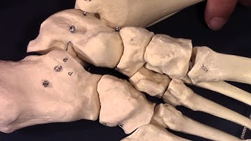 Osteology of the tibia, fibula, And Foot (In HD)