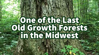 One of the Last Old Growth Forests in the Midwest