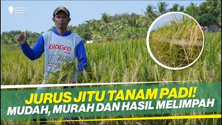 TRIK SUKSES TANAM PADI ‼ MENGURANGI PENGGUNAAN PUPUK KIMIA ‼