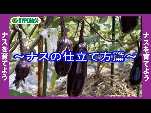 大きなナスを育てるコツ 仕立て方のポイント おいしいナスの育て方 02 Youtube