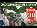 как ОРХИДЕЯ растет без ГРУНТА уже 30 дней, что с НЕЙ?