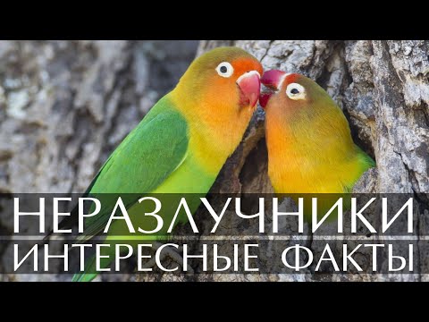 Неразлучники - интересные факты