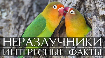 Неразлучники - интересные факты