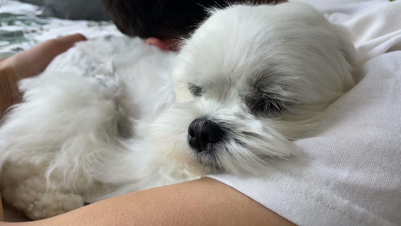 Maltese puppies reaction test ❤️ Cuddle Challenge 🥰