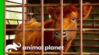 Game Warden Investigates An Animal Cruelty Case | Lone Star Law Game Warden Investigates An Animal Cruelty Case | Lone Star Law