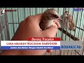 Cara Memilih Burung Trucukan Ombyokan Satu Kali Pilih Langsung Tepat Akurat 100%