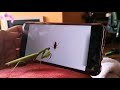 Praying Mantis VS Cat Games