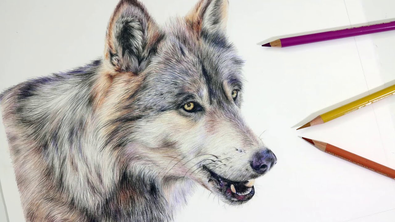 HOW TO DRAW A REALISTIC WOLF | Colored Pencil Drawing ...