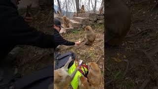 funny monkey videos,funny monkey,monkey videos,funny monkeys,monkey video