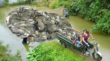 REWIND TIMALSPE -- 300 Days Harvesting A Lot Of Big Carp Fish, Turtle Go To Co Countryside Sell