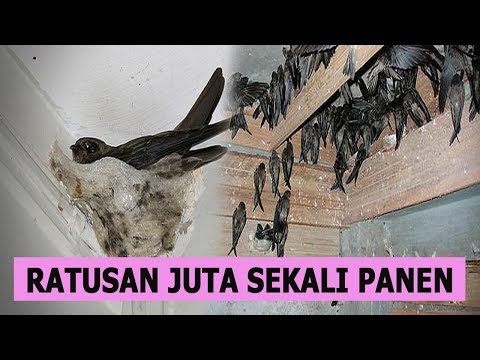 Budidaya Walet Rumahan / Gedung Hasilkan Ratusan Juta Sekali Panen