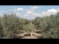 Xylella Fastidiosa - The Apocalypse of Salento