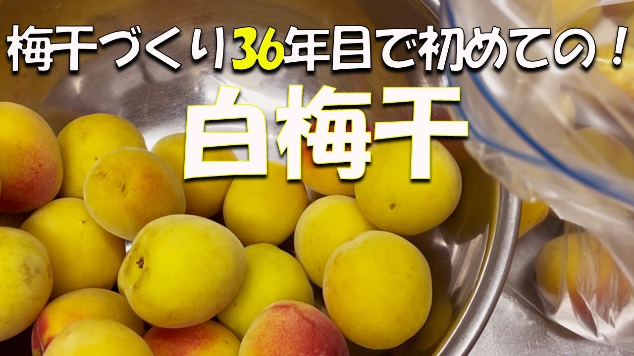 No mistakes!? Easy pickled plums [White Umeboshi] - YouTube