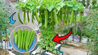 Unique, Growing Sponge Gourd with Aloe Vera at home for beginners, lots of fruit