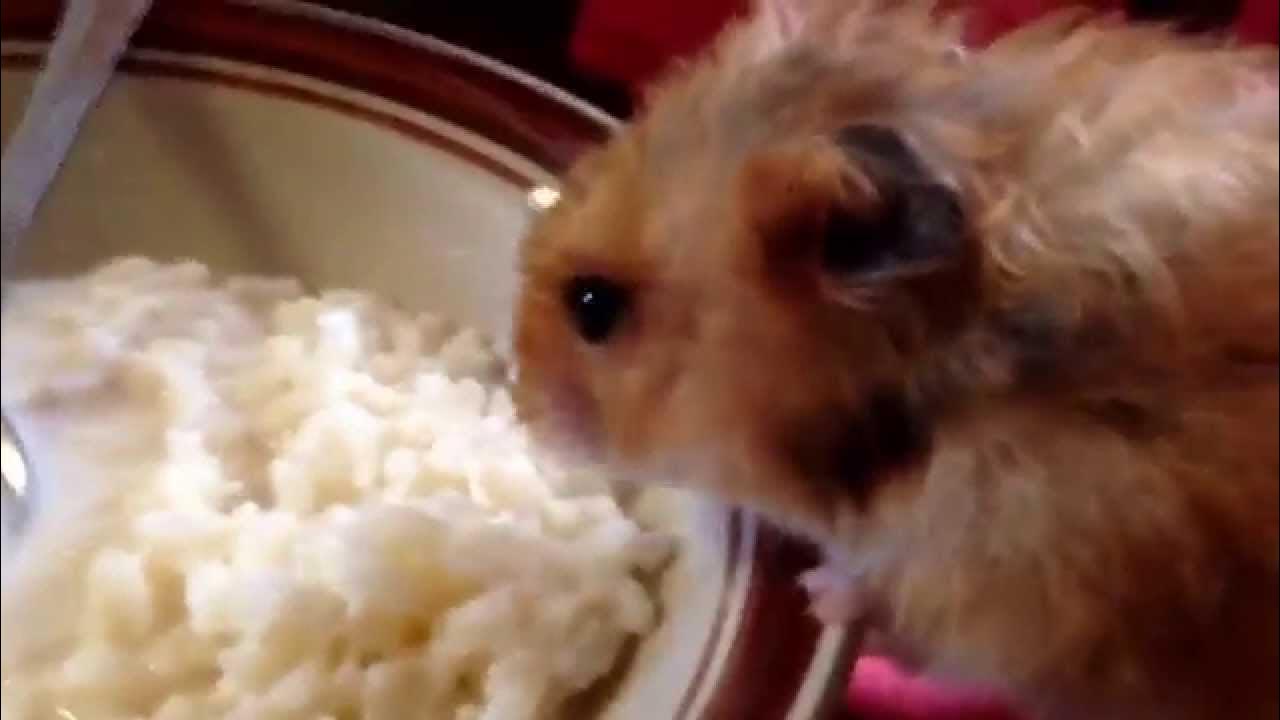 хомяк и каша. можно хомякам рис. можно хомякам рис. сирийский хомячок. можно хомякам рис.