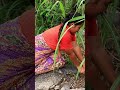 Woman Catch Crocodile #survivalskills #babyanimal #mukbang #chickenegg #forestgirlcooking #cooking