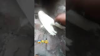 bhai Logan Mera kabutar ka  dihant ho gay