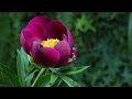 Assistez  lclosion dune superbe pivoine  peony timelapse