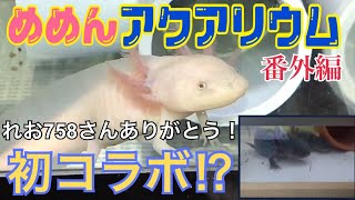 めめんアクアリウム番外編 ウーパールーパー初コラボ⁉︎