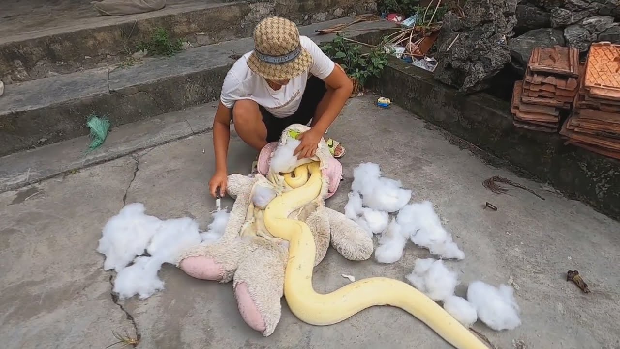 Vietnam Snake Catchers Found A White King Cobra In Doll. Terrible Snake
